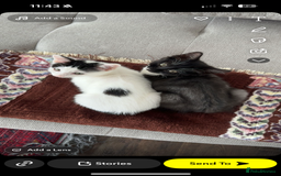 British Shorthair cats for sale: kitten for sale  - Image 3