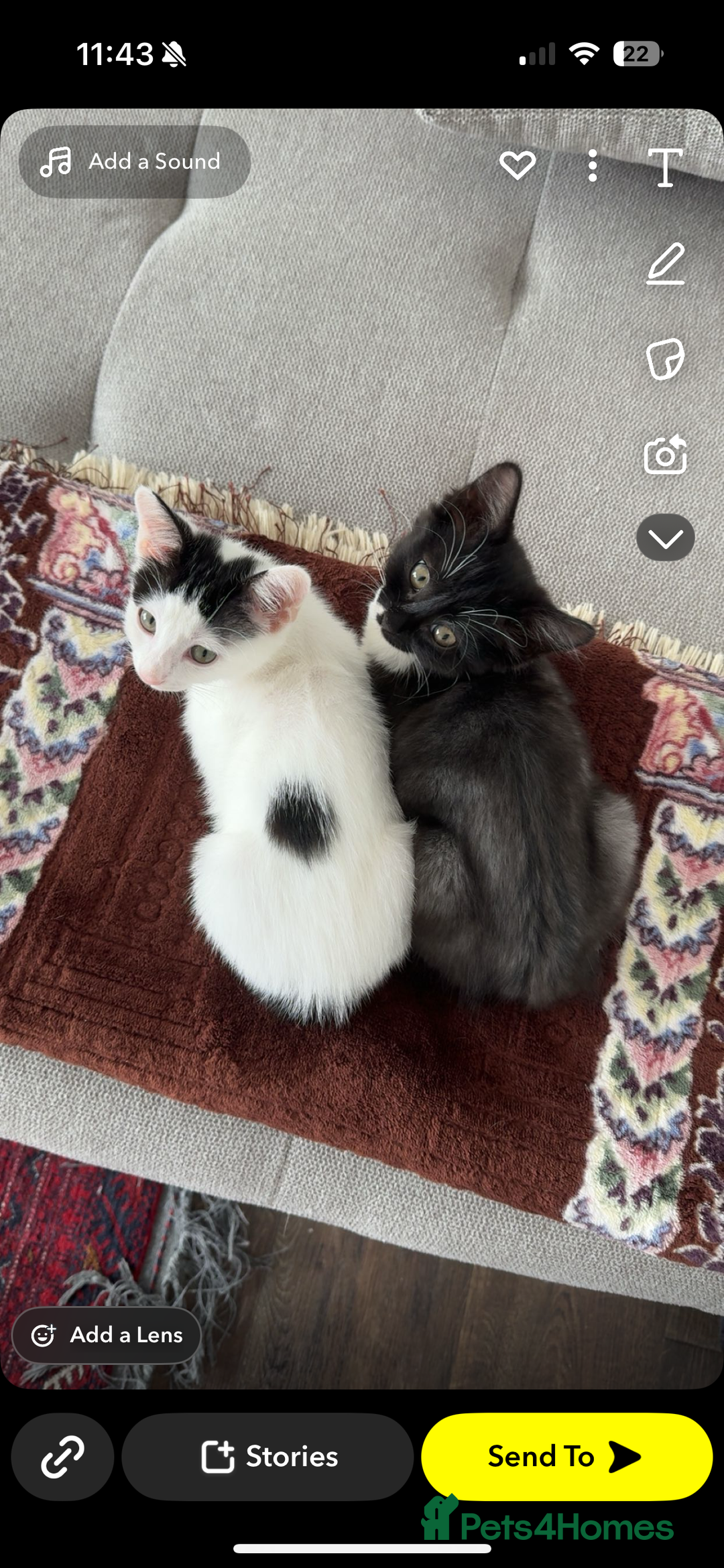 British Shorthair cats for sale: kitten for sale  - Image 3
