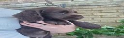 Cocker Spaniel dogs for sale: 4 working cocker spaniel puppies  in Tetbury - Advert 9