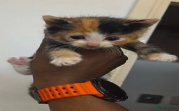 Mixed Breed cats for sale: Ginger kittens 4 left - Image 1
