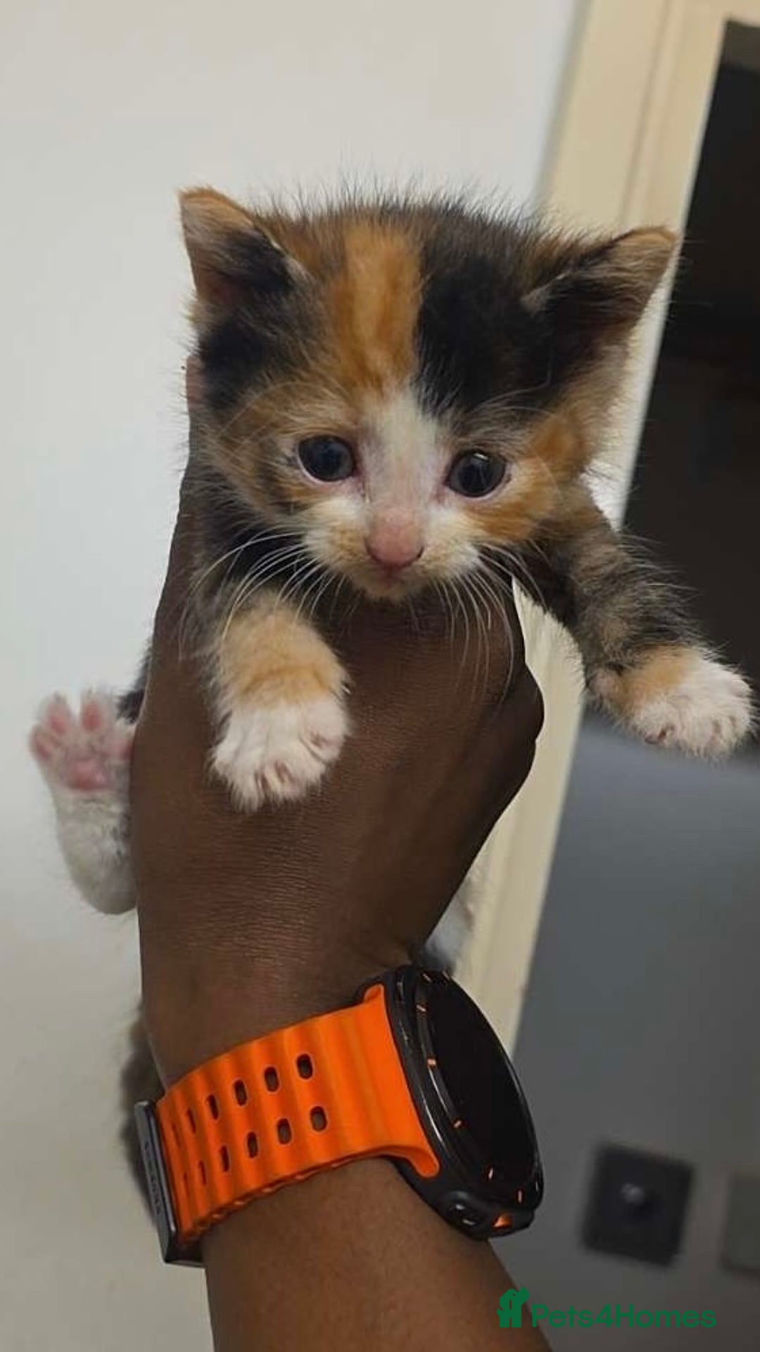 Mixed Breed cats for sale: Ginger kittens 4 left - Image 1