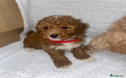 Toy Poodle dogs for sale: Toy poodles  - Image 11