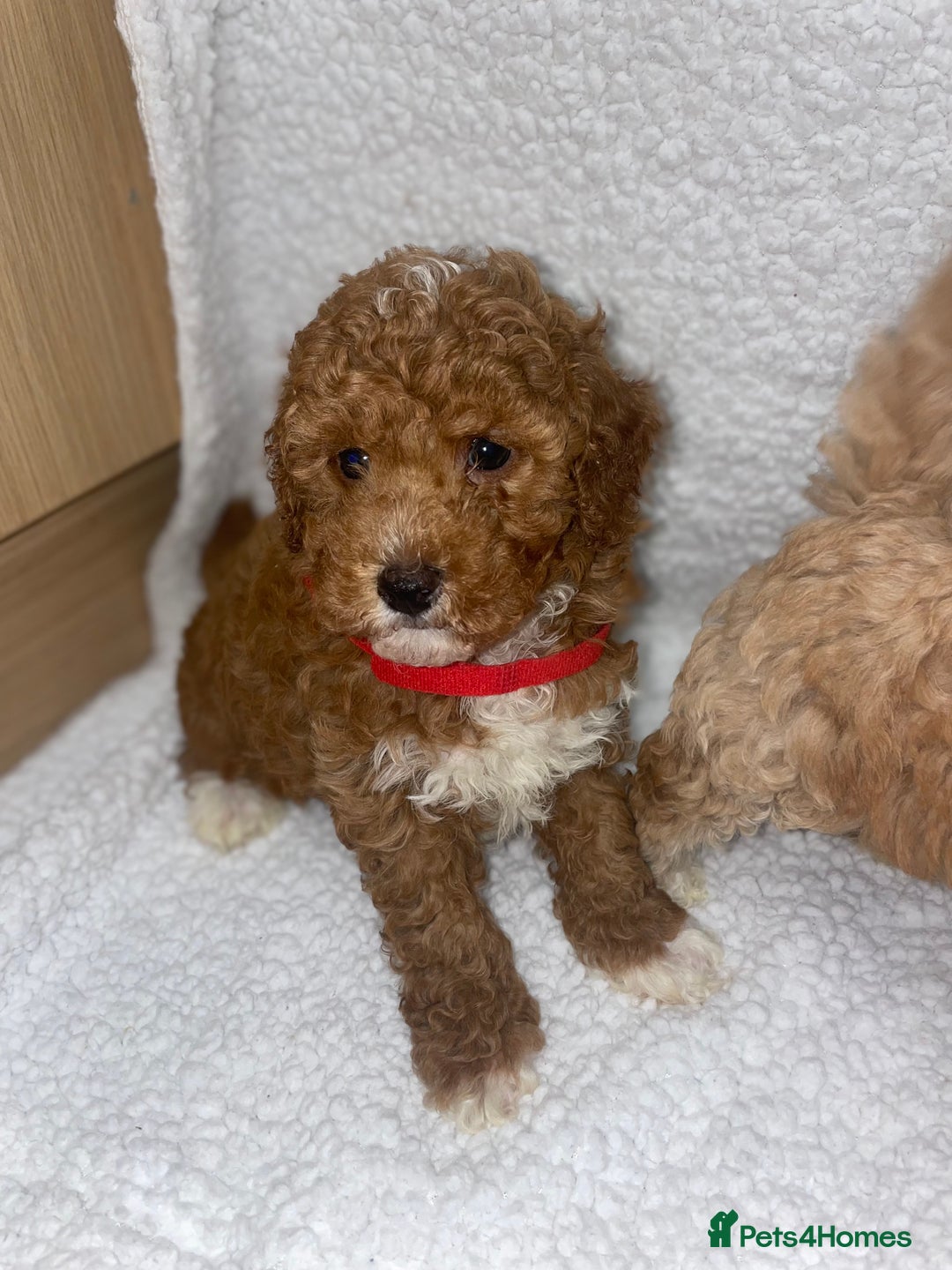 Toy Poodle dogs for sale: Toy poodles  - Image 11
