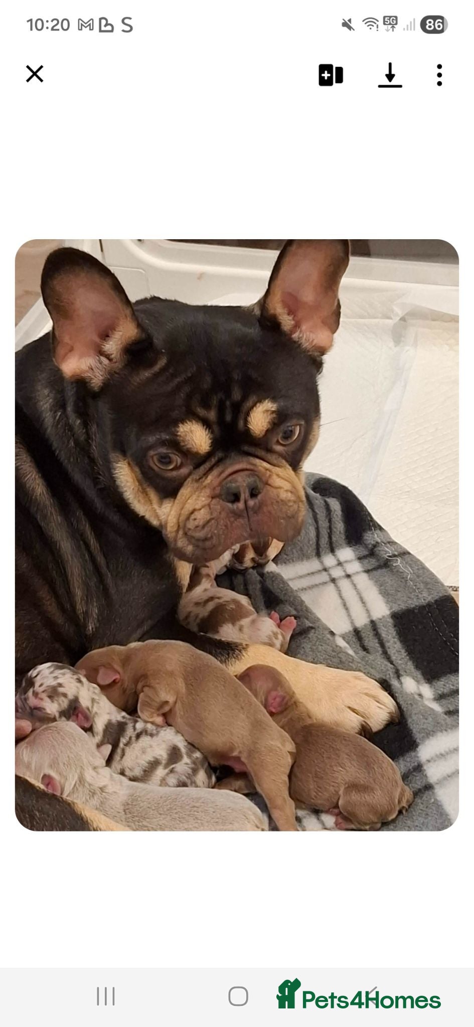French Bulldog dogs Chocolate & tan female - Advert 1