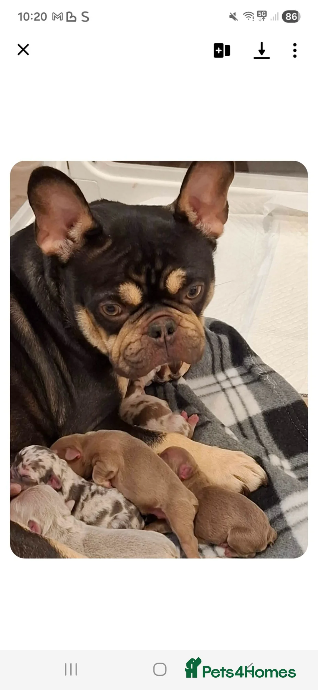 French Bulldog dogs for sale: Chocolate & tan female - Advert 1