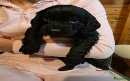 Cocker Spaniel dogs for sale: Beautiful Working KC Reg Cocker Spaniels Puppies - Advert 19
