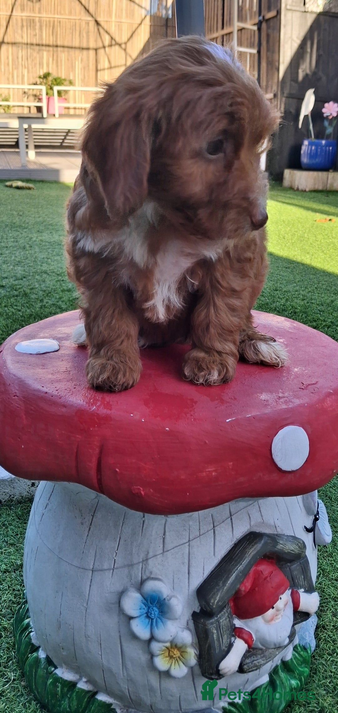 Cockapoo dogs for sale: ** LAST ADORABLE CURLY BLACK & WHITE COCKAPOOS **  - Advert 28
