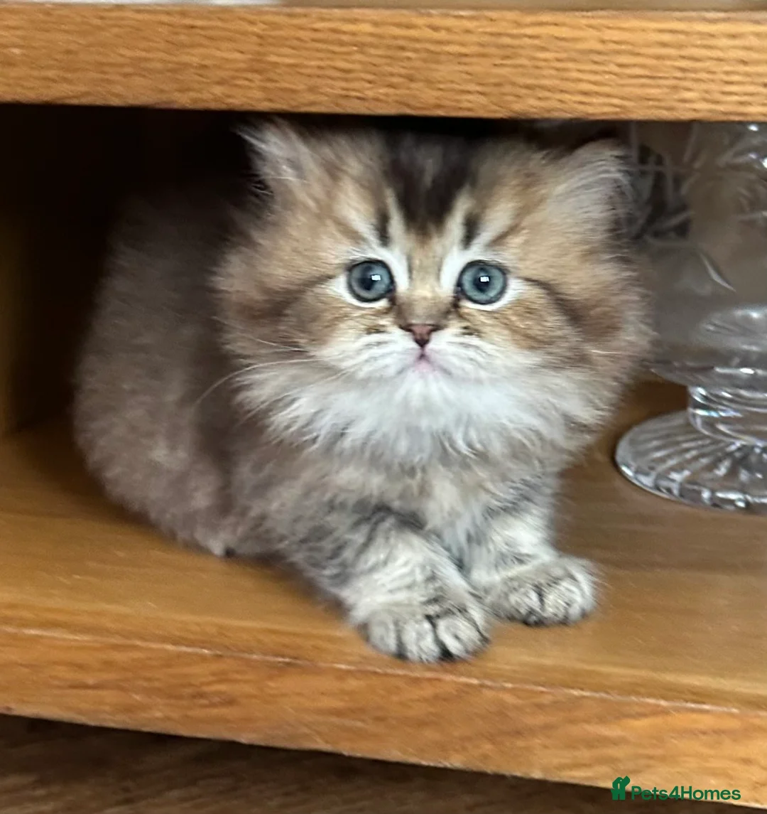 British Longhair cats for sale: Beautiful female Bluffin kitten available  - Advert 1