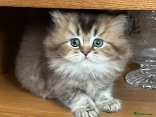 British Longhair cats Beautiful female Bluffin kitten available - Advert 13