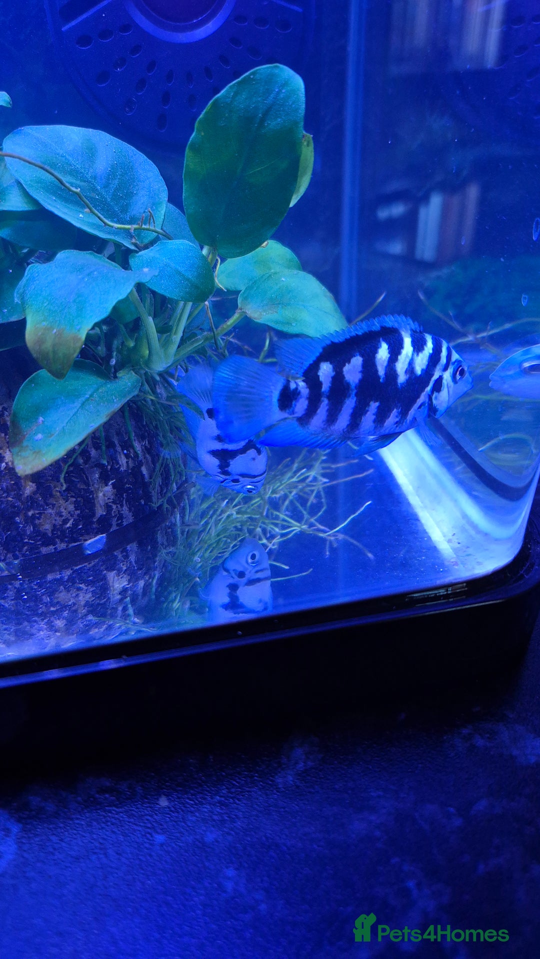 Cichlids fish for sale: Blue parrot fish - Advert 7