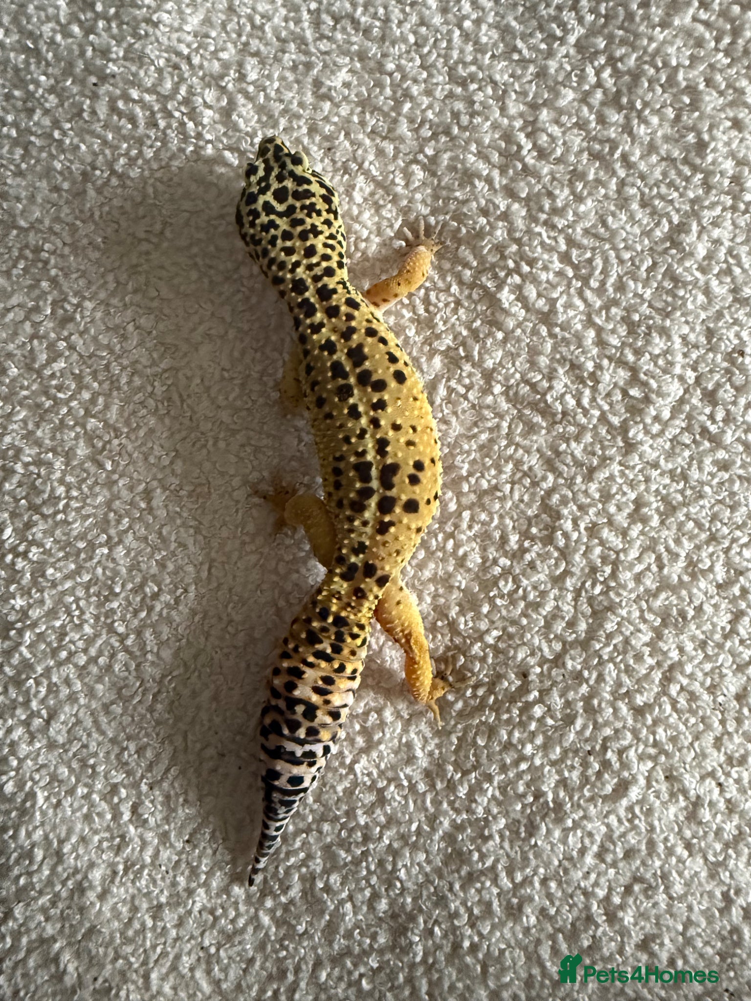 Leopard Gecko reptiles 2 female leopard geckos  - Advert 5