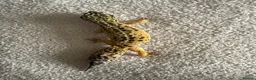 Leopard Gecko reptiles for sale: 2 female leopard geckos  in Droitwich - Advert 1