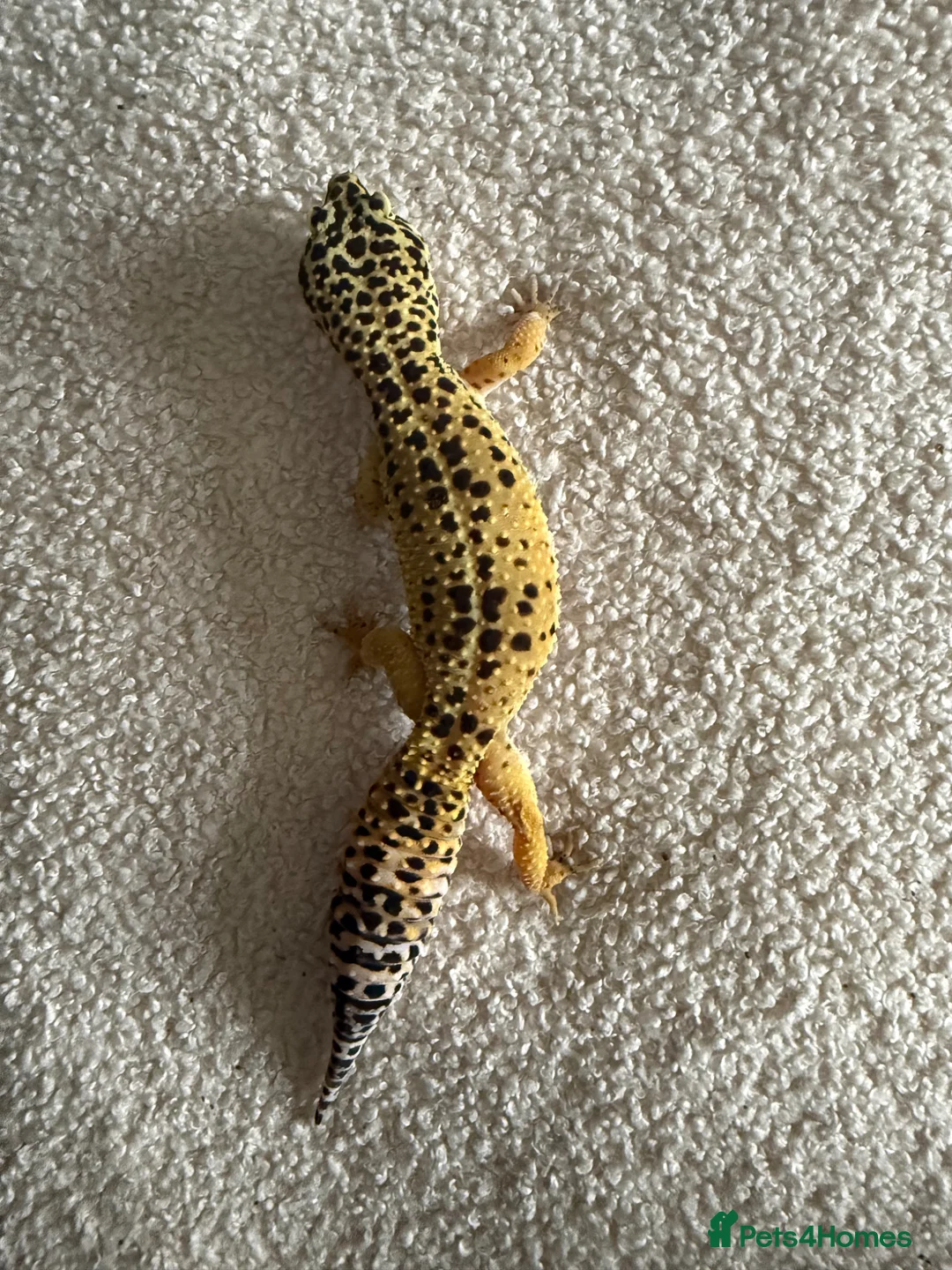 Leopard Gecko reptiles for sale: 2 female leopard geckos  in Droitwich - Advert 1