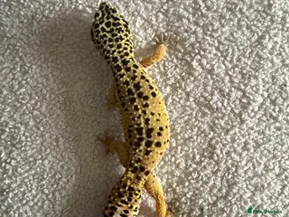 Leopard Gecko reptiles 2 female leopard geckos - Advert 1