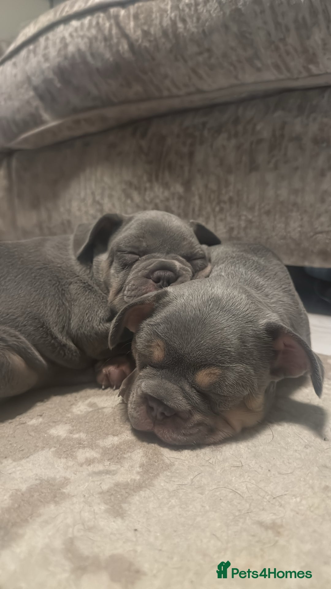 French Bulldog dogs for sale: French bulldog pups - Advert 11