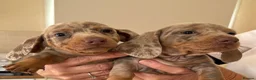 Dachshund dogs for sale: Dachshund puppies  - Advert 8