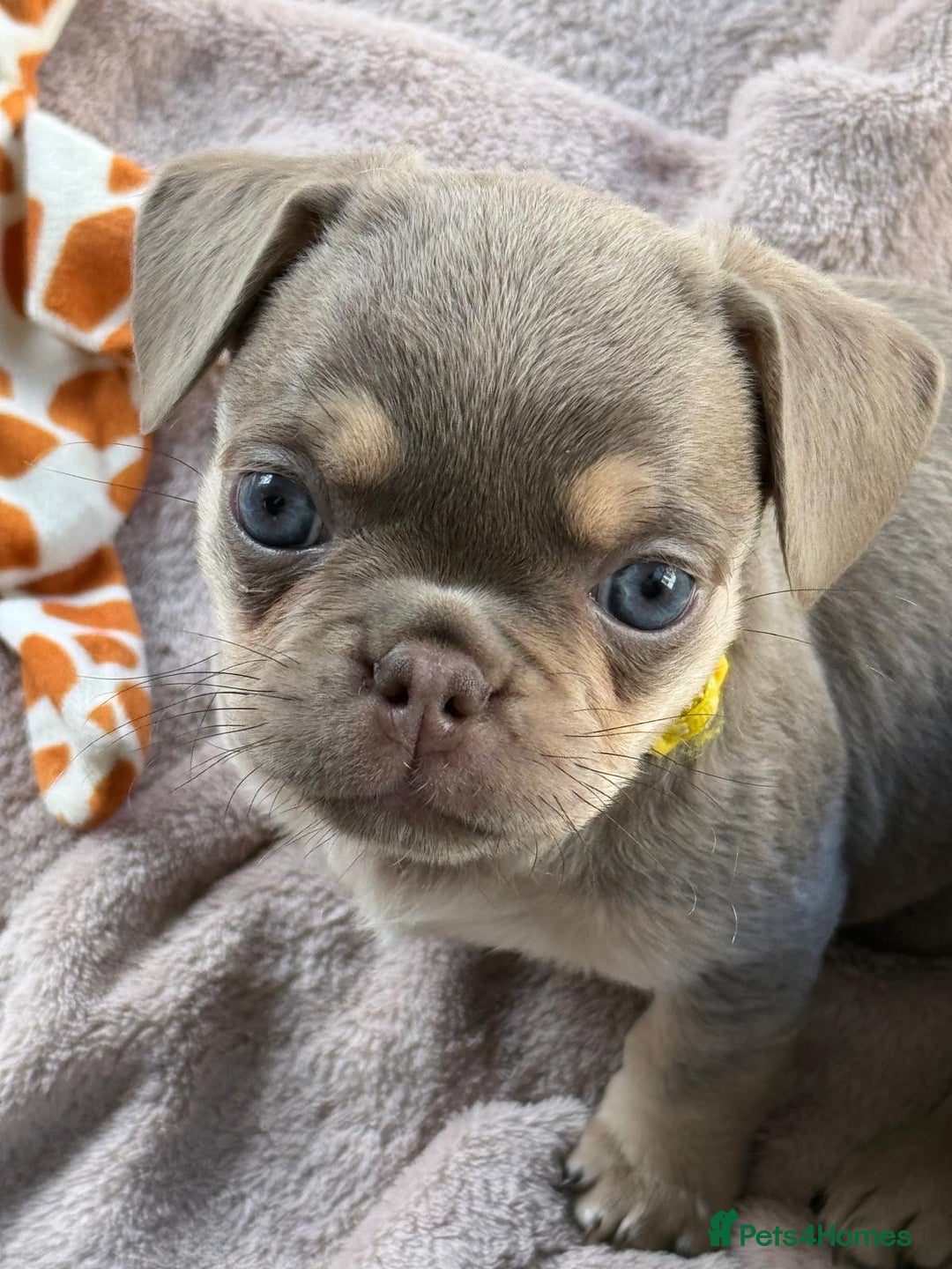 Frug dogs for sale: Frug puppies *only 2 left!* 🩵 - Image 8