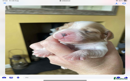 Cavalier King Charles Spaniel dogs for sale: Cavalier King Charles spaniel  - Image 24