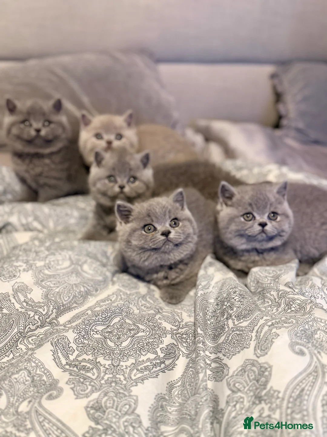 British Shorthair cats for sale: British Shorthair Kittens in Northolt - Advert 8