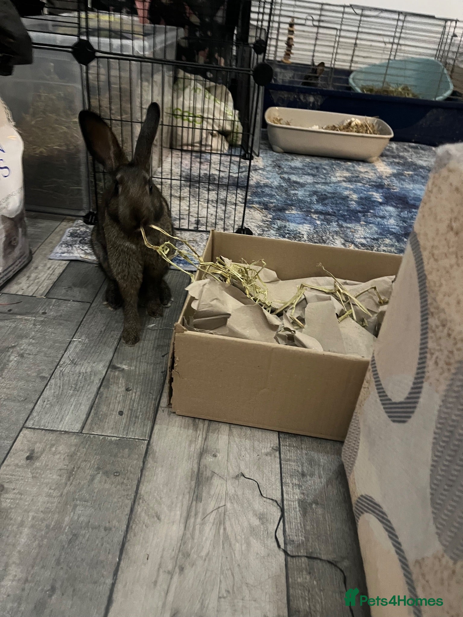Lionhead rabbits 2 friendly litter trained bunnies  - Advert 1