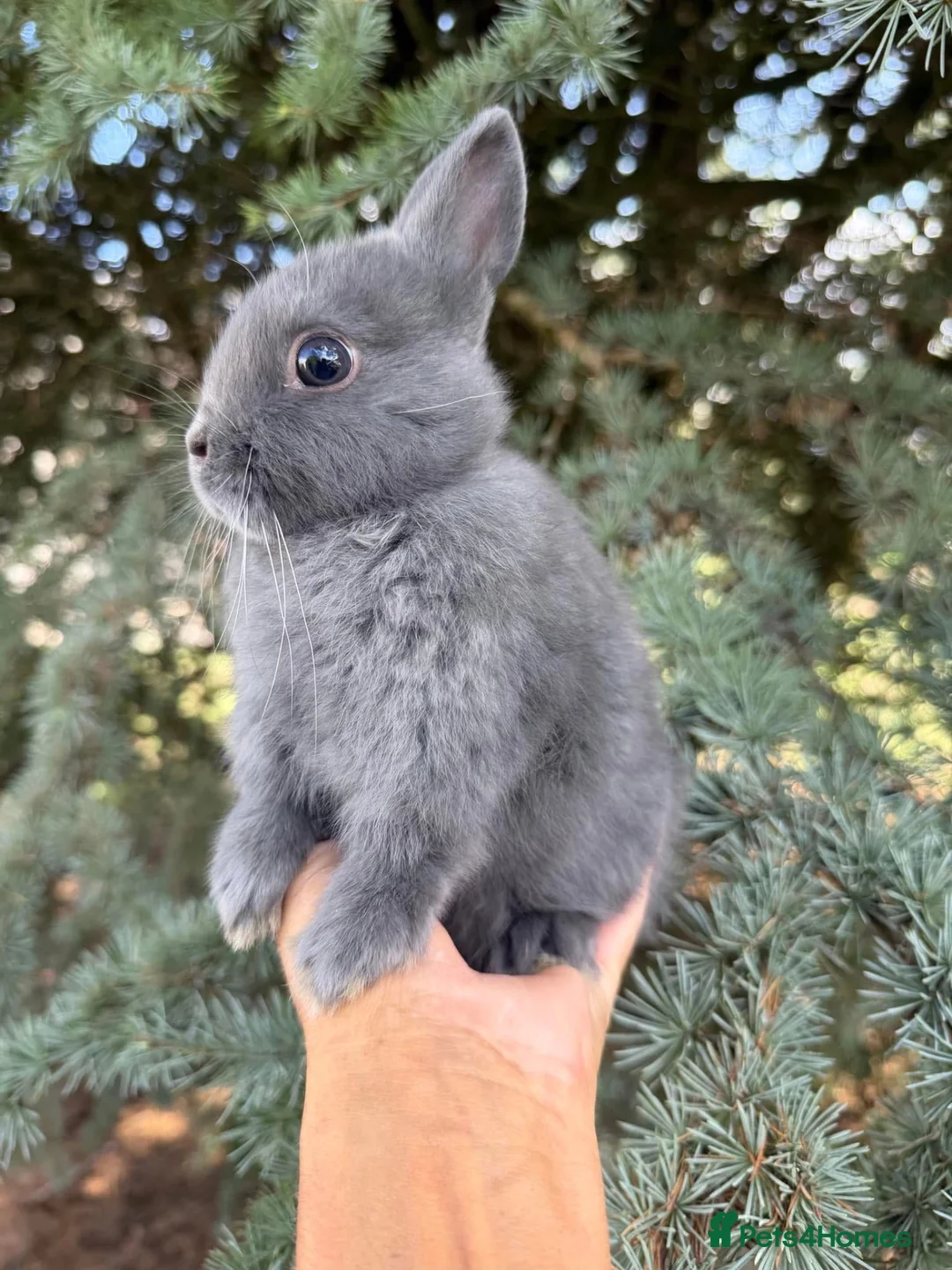 Netherland Dwarf rabbits for sale: Netherland Dwarf Baby Rabbit Male Buck  - Advert 1