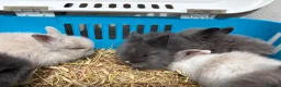 Lionhead rabbits for sale: Double mane lion lead bunny’s for sale  - Advert 12