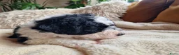 Sheepadoodle dogs for sale: Ultimate Pedigree F1 Sheepadoodles  - Advert 9