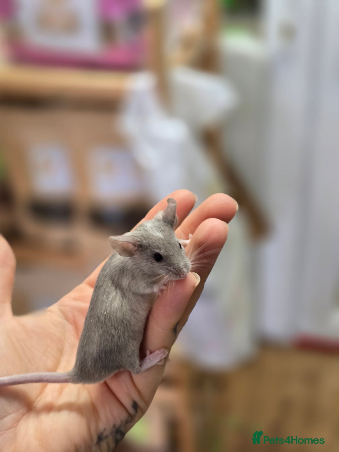 Mouse rodents for sale: Baby female mice available  - Advert 9