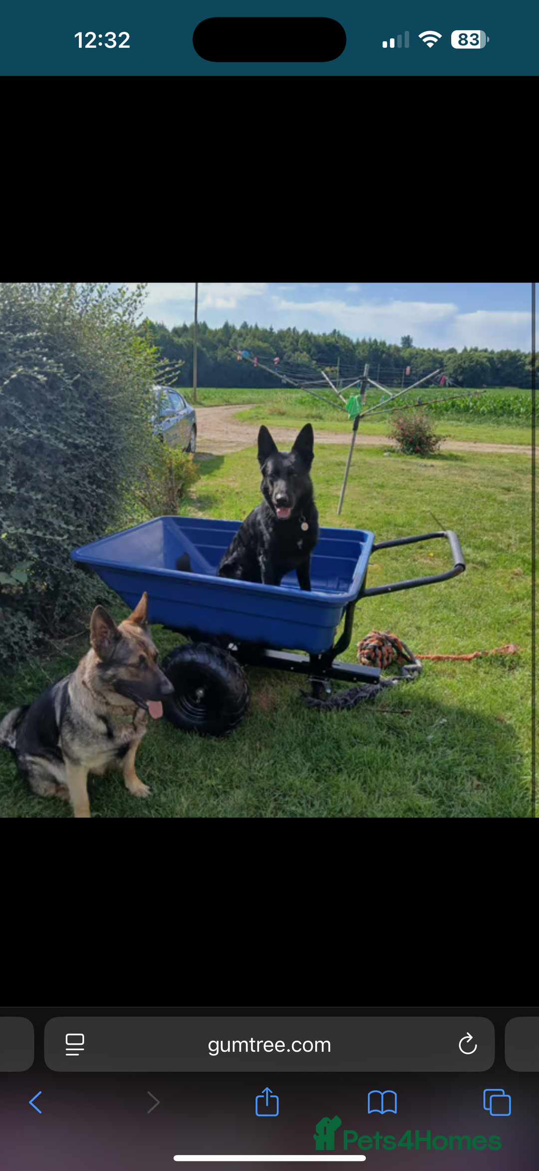 German Shepherd dogs for sale: German shepherd puppy  - Image 2