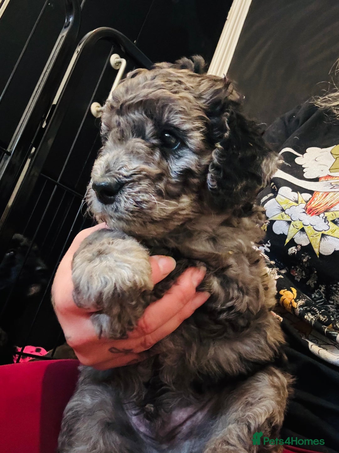 Labradoodle dogs for sale: Only 2 left. Beautiful unique coated labradoodles  - Image 4