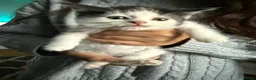Mixed Breed cats for sale: Beautiful kittens mixed with ragdoll - Advert 14
