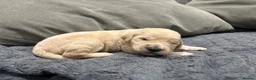 Double Doodle dogs for sale: Double Doodle puppies due August 2026 - Advert 2
