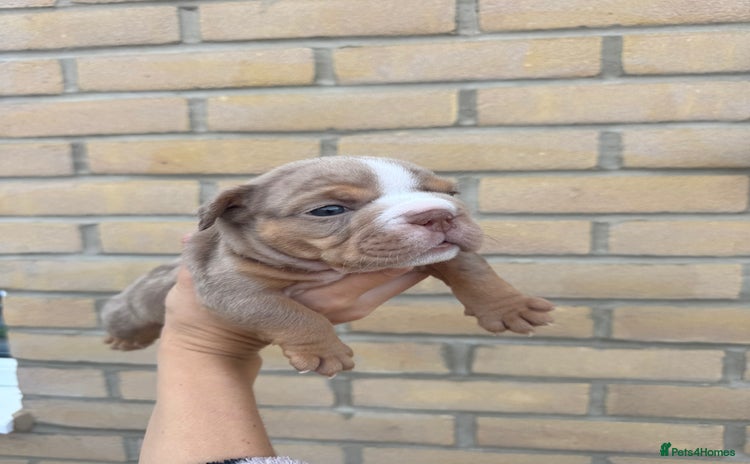 English Bulldog dogs - Advert 2