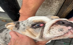 English Bulldog dogs for sale: English bulldog for sale  - Image 6