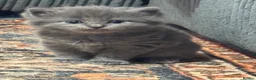 British Shorthair cats for sale: British Shorthair kittens not ready for pickup ye - Advert 7