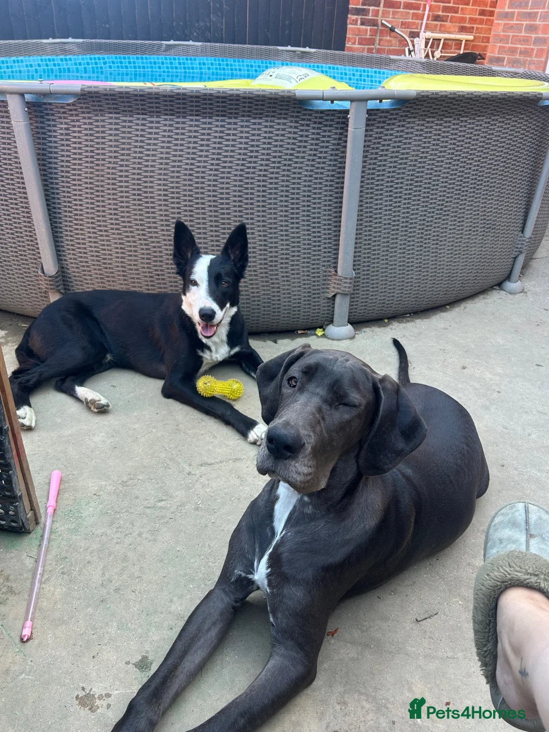 Great Dane dogs for sale: Beautiful Great Dane  - Advert 2