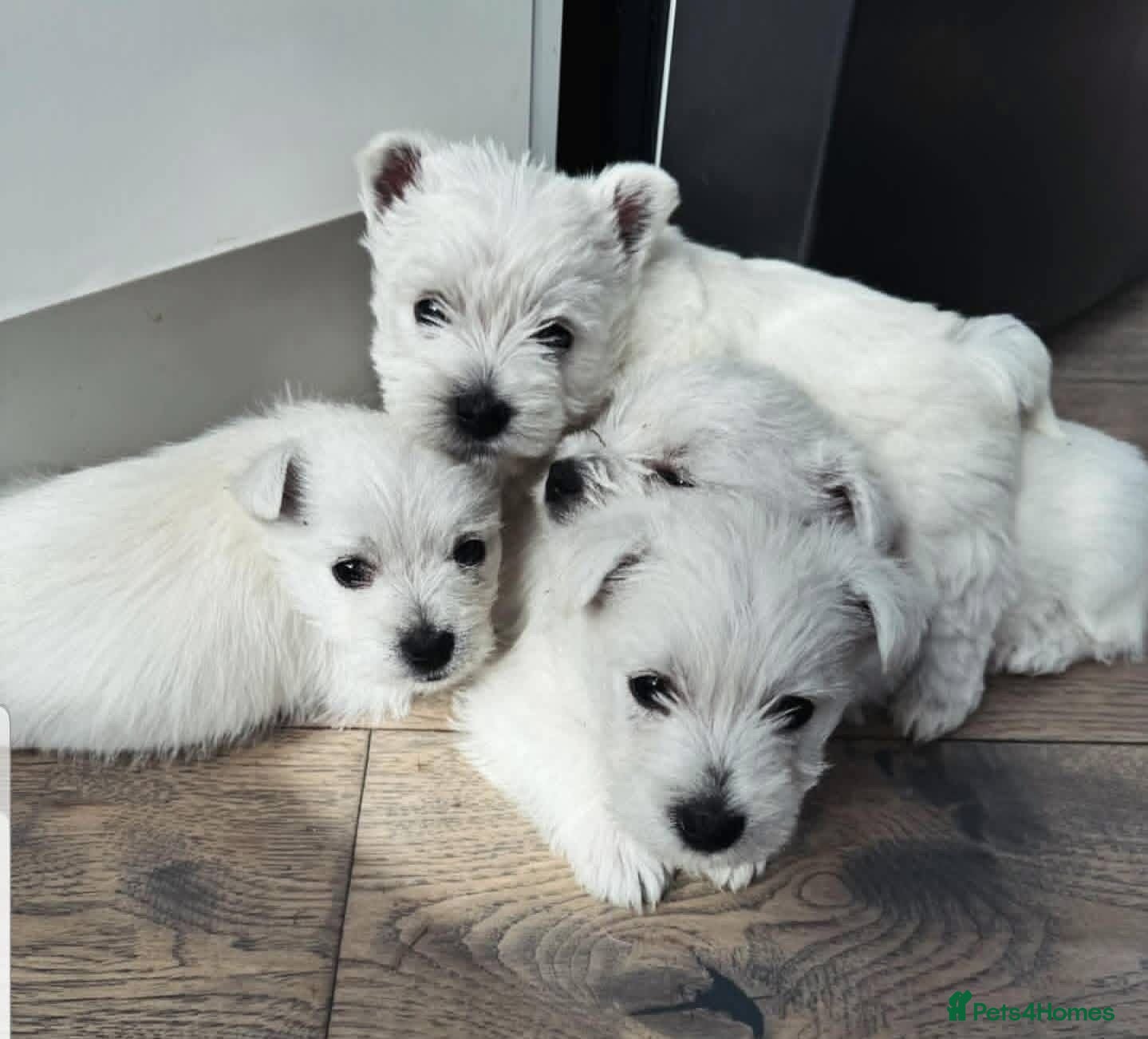 West Highland Terrier dogs West highland terrier puppies  - Advert 2