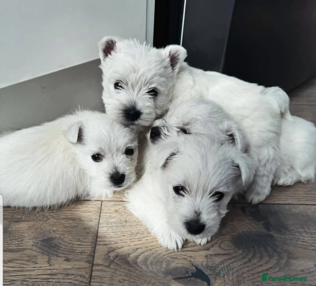 West Highland Terrier dogs for sale: West highland terrier puppies  in Armagh - Advert 1
