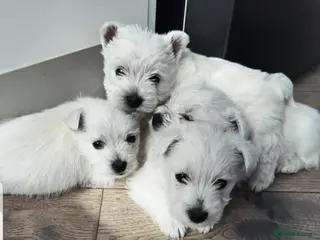 West Highland Terrier dogs West highland terrier puppies - Advert 9
