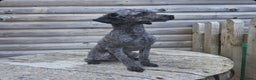 Toy Poodle dogs for stud: Tiny silver kc registered toy poodle stud in Hinckley - Advert 1
