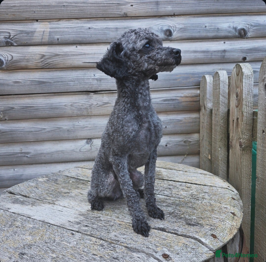 Toy Poodle dogs for stud: Tiny silver kc registered toy poodle stud in Hinckley - Advert 1