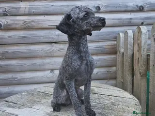 Toy Poodle dogs Tiny silver kc registered toy poodle stud in Hinckley - Advert 17