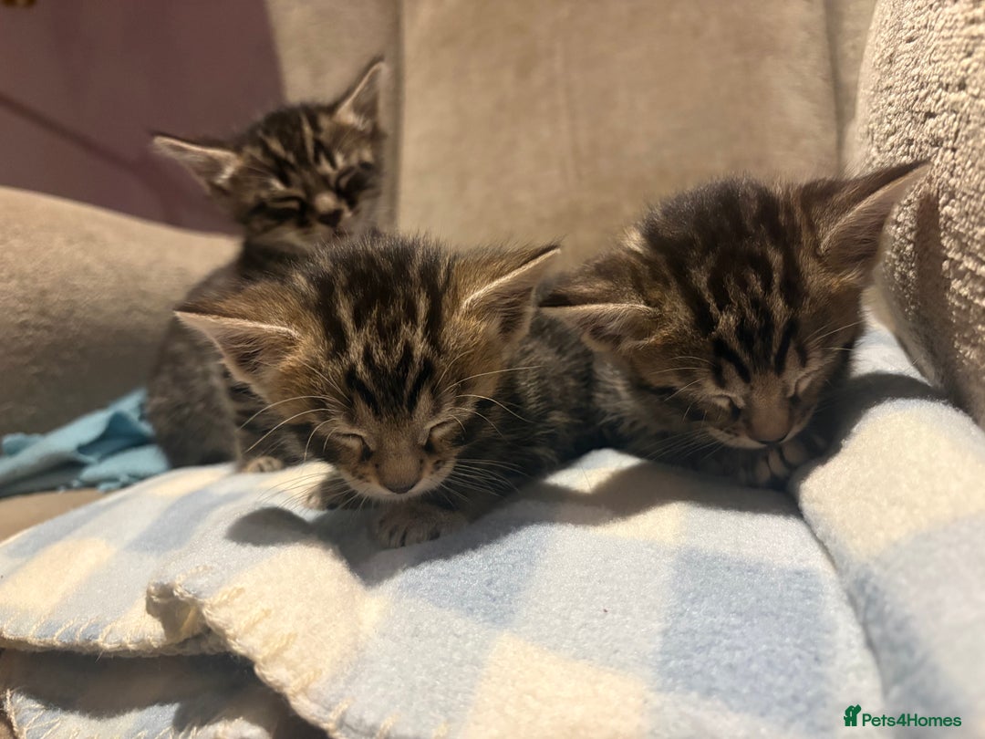 Bengal cats for sale: bengal kittens  - Advert 12