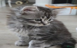 Scottish Fold cats for sale: Gorgeous fluffy Scottish Fold x DSH kittens - Image 8