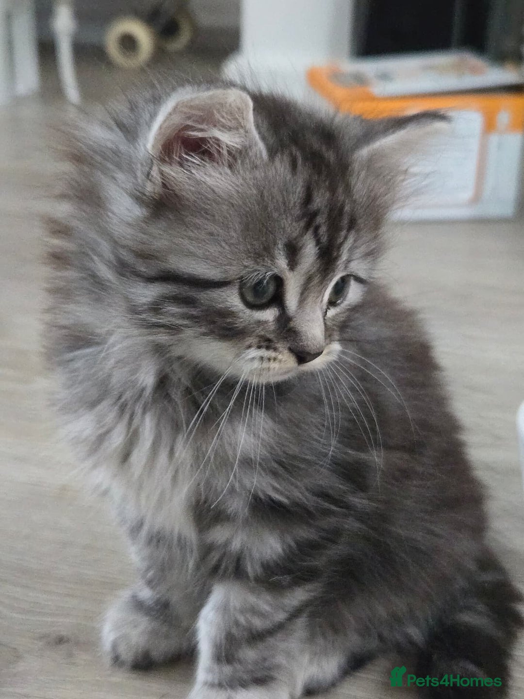 Scottish Fold cats for sale: Gorgeous fluffy Scottish Fold x DSH kittens - Image 8