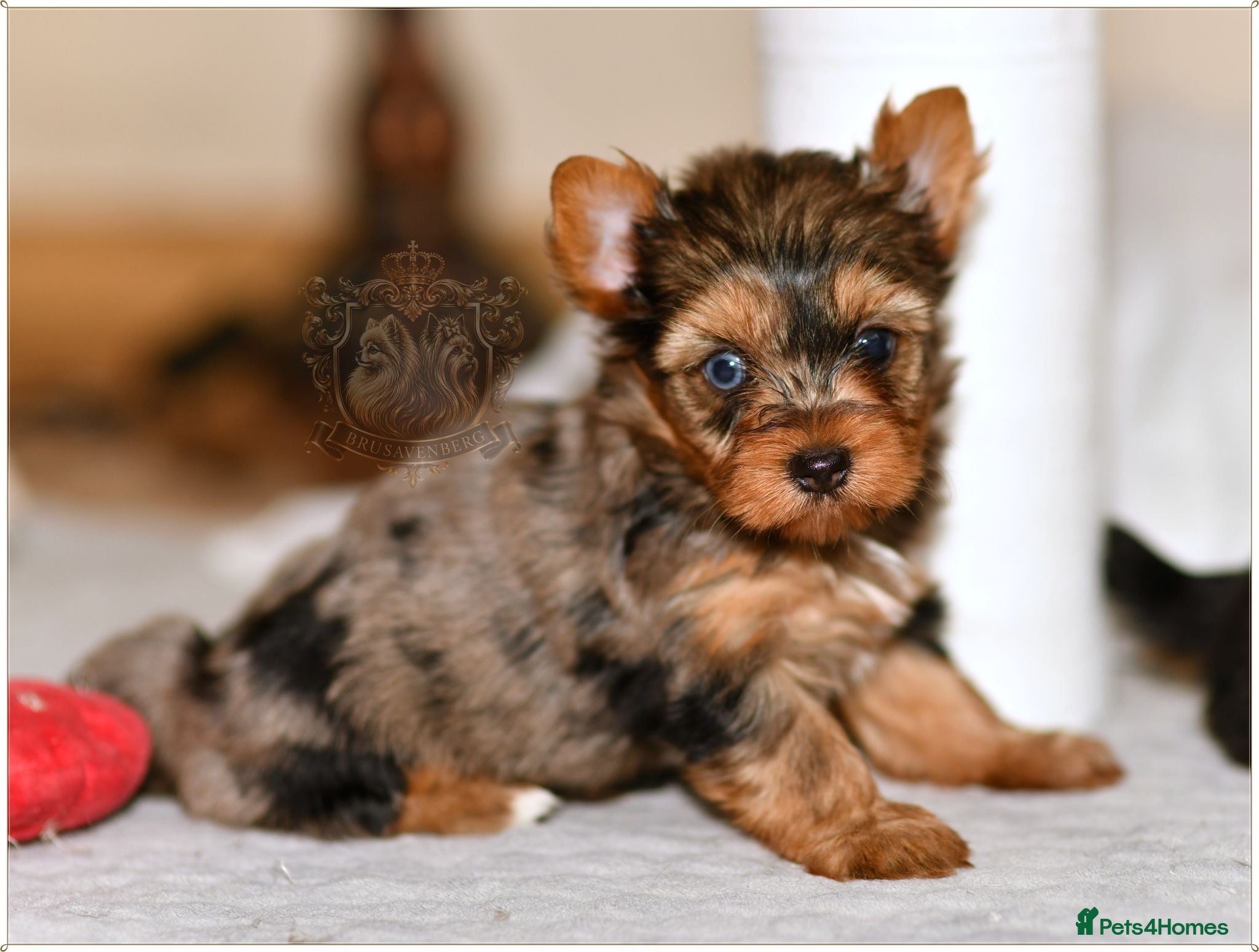 Yorkshire Terrier dogs BLUE EYE BLUEBERRY MERLE BLACK BOYS DNA TESTED - Advert 17