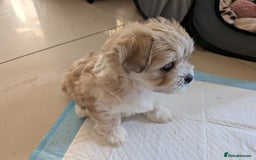 Mixed Breed dogs for sale: Lhasa Apso puppies in Kent - Image 31