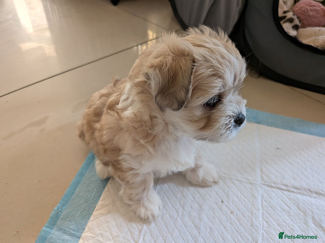 Mixed Breed dogs for sale: Lhasa Apso puppies in Kent - Image 31