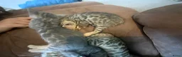 Bengal cats for sale: Stunning Bengal kitties - Advert 4