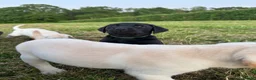 Labrador Retriever dogs for sale: International FTCH sired working Labrador pups  - Advert 8